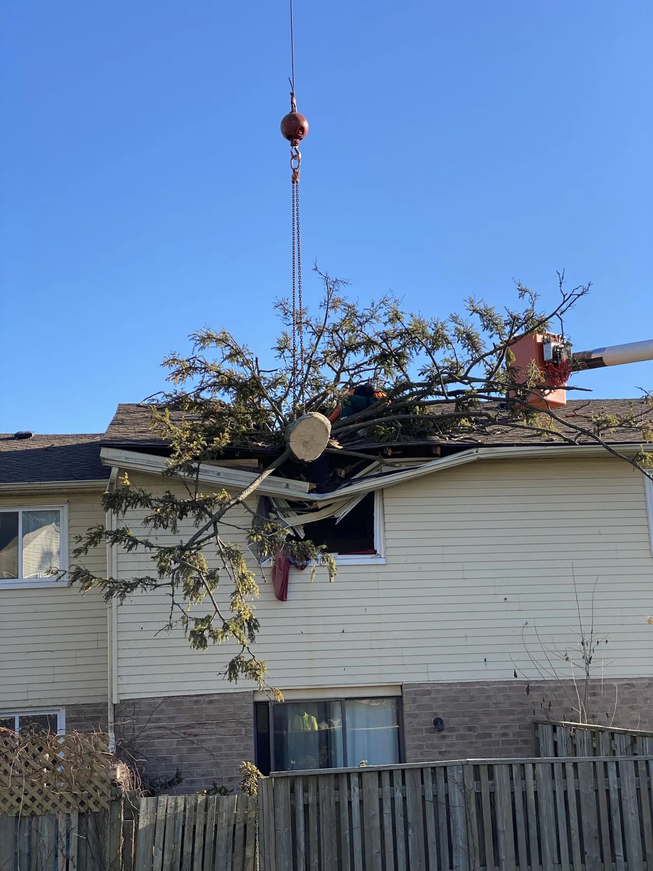 A tree which has impacted a house