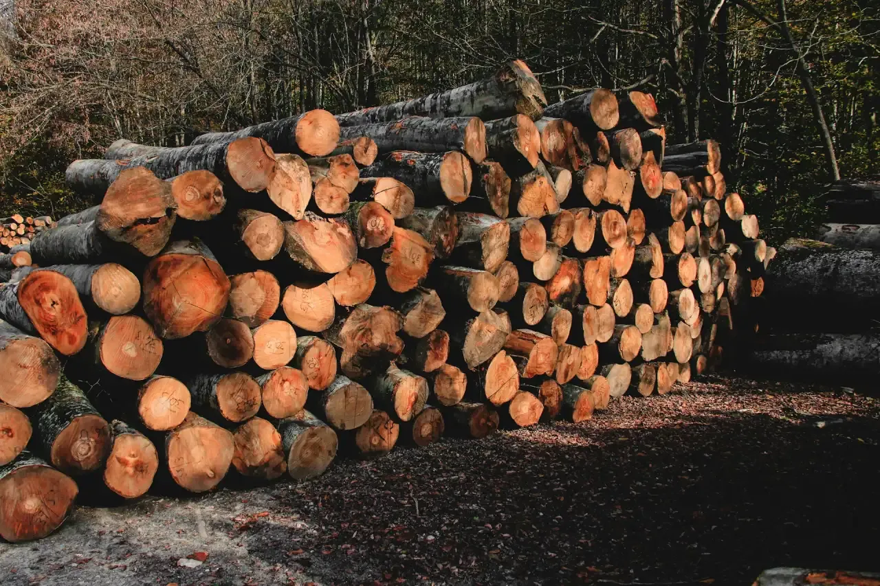 What are the Tree Removal and Trimming Laws in Kitchener, Waterloo, Cambridge, Guelph, and Brantford?