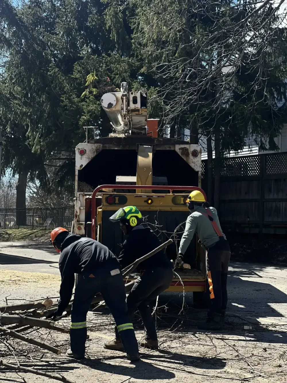 GreenCare tree service team cleaning up branches