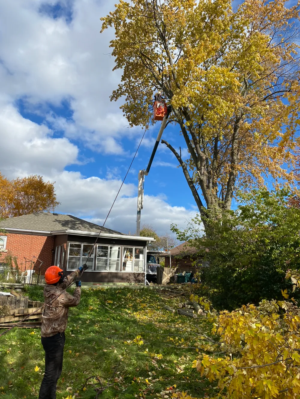 Tree removal team