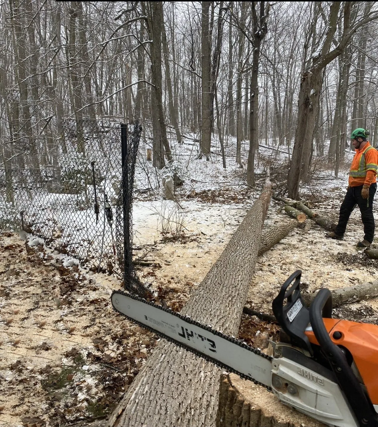 Tree removal service