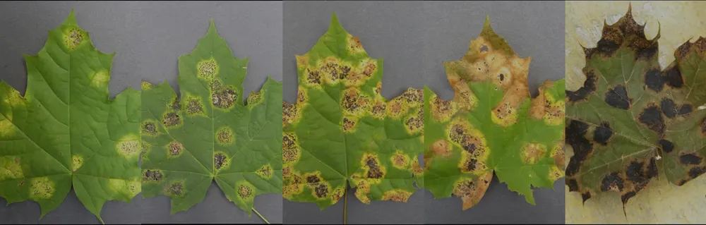 Why Are There Yellow and/or Black Spots on the Leaves of My Maple Tree?