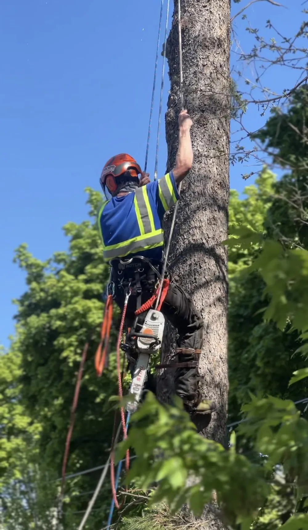 An employee scaling a tree