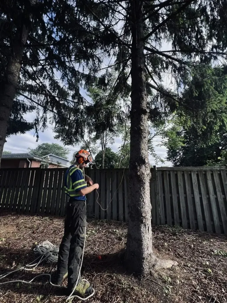 GreenCare tree service {{ service.data.title }}