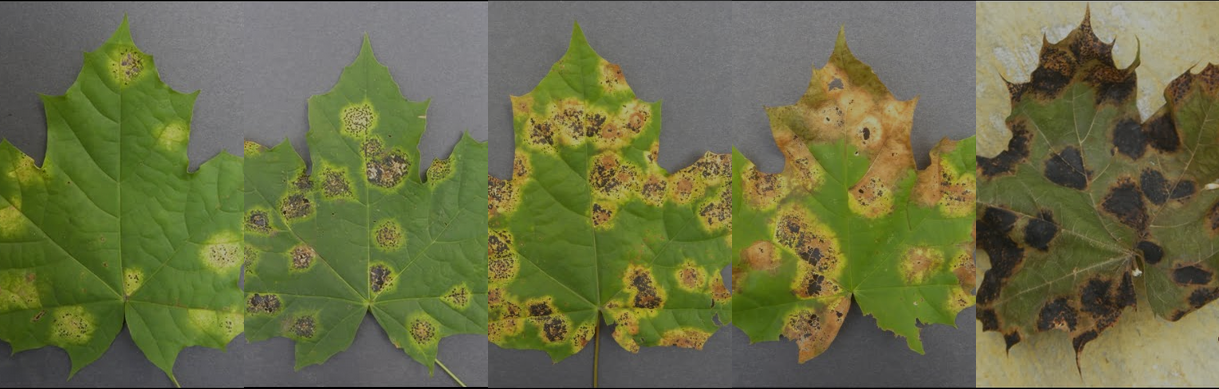 Progression of tar spots on a maple leaf